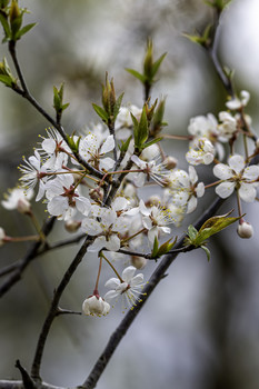 Beautiful Flowering Plum / The blooms on this flowering plum were beautiful