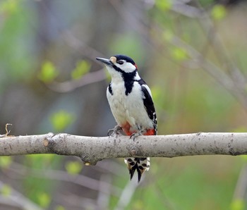 Great Spotted Woodpecker / ***