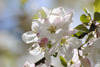 Blooming spring / ***