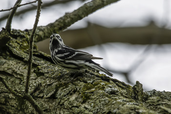 Black and White Warbler / This Back and White Warbler was hanging around in the trees down by the Dam