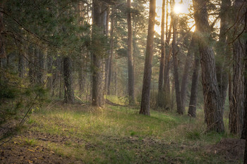 May the forest / ***