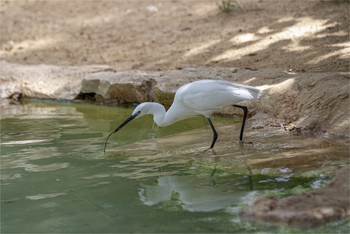 Egret / ***