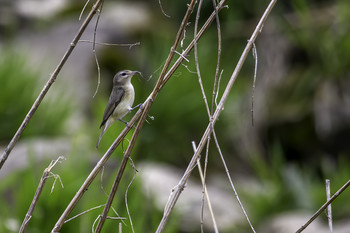 Flycatcher / This tiny little gem of a bird is a flycatcher