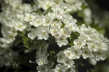 &nbsp; / Weißdorn in Blüte