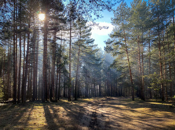 Woodland scenery / ***