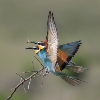 European bee-eater / ***