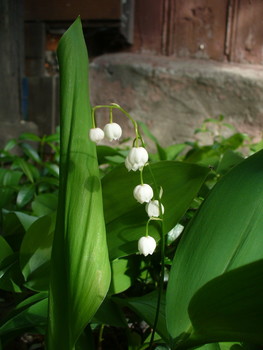 Lily of the valley / ***