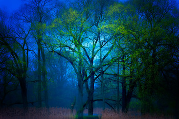 Mysterious forest / ***
