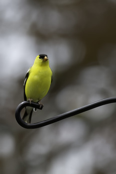 Gold Finch / This tiny gold finch is absolutely stunning to look at