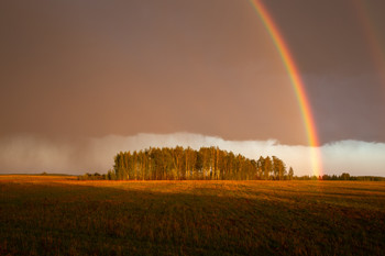 Evening in the field / ***