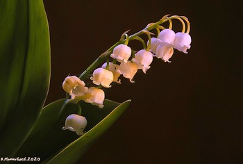 Lily of the valley / ...