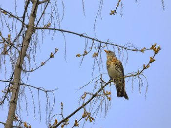 Thrush Fieldfare / ...