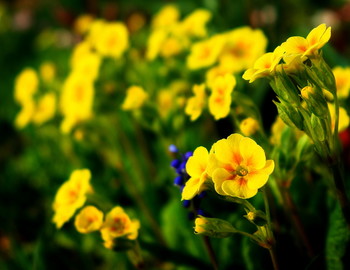 Primroses / ***