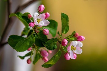Apple blossom / ***