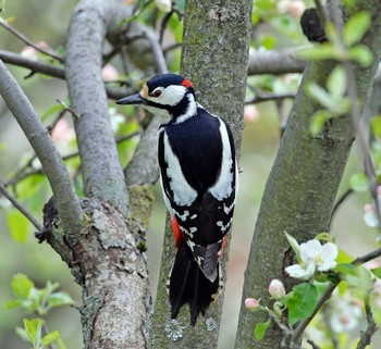 Great Spotted Woodpecker / ***