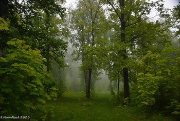 Foggy morning ... / ...