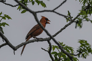 Northern Cardinal / This beautiful Northern cardinal was singing while I had lunch the other day