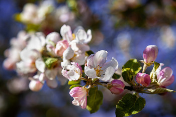 Apple Trees in Bloom / ***