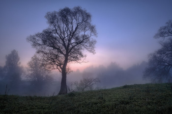 Tree / ***