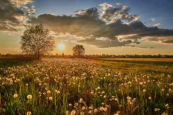 Dandelions in the sunset / ***