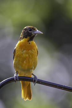 Juvenile Oriole / This juvenile Oriole hasn't got its full color as this take two years