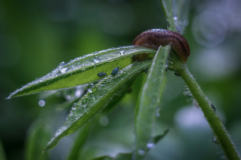 After the rain / ***