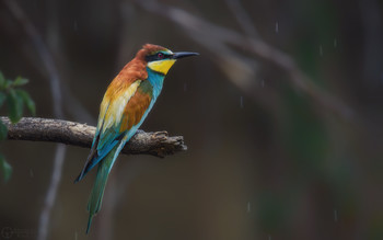 Leaving the rain ... / ***