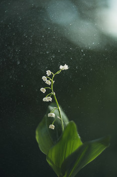 Lily of the valley / ***