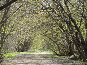 a path in the Park. the first leaves on the trees / a path in the Park. the first leaves on the trees