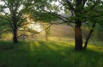 Morning in the forest / .....