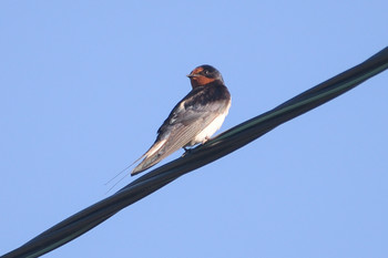 Swallow / ***