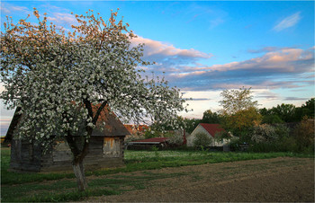 Evening in the village / ***