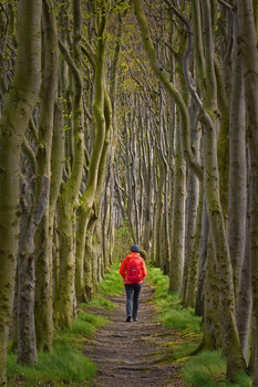 Waldspaziergang / xxx