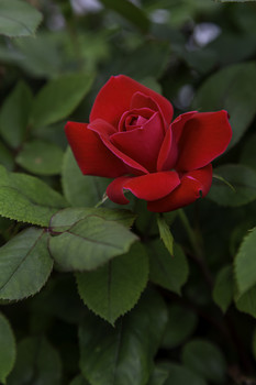 Beautiful Red Rose / This beautiful red rose was a stand out in this garden