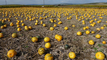 Pumpkin / ...