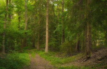 Forest trail / ***