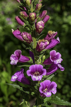 Foxglove / Here is a beautiful stem of Foxglove blooms