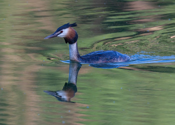 Great Crested Grebe / ***