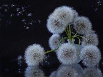 spring flower dandelion in the city flower bed / ***