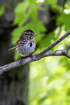 Pretty Little Finch / This pretty little finch seemed to like having its picture taken