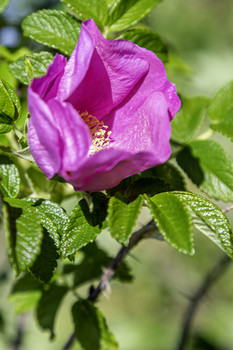 Wild Rose / The bloom on this wild rose was absolutely beautiful