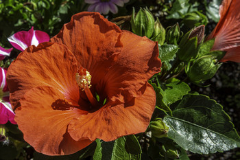 Red Hibiscus / This beautiful red Hibiscus bloom is an absolute beauty