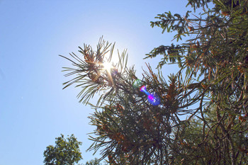 Morning Rays / ***
