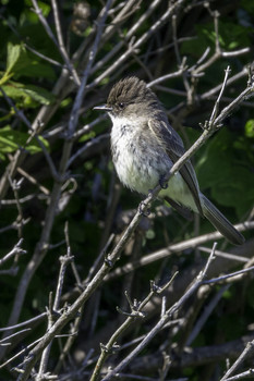 Eastern Phoebe / This little bird is called the Eastern Phoebe and seems to be in the flycatcher family