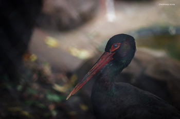 Black Stork / ***