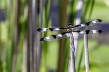 Black and White Striped Dragonfly / This black and white striped dragonfly was enjoying the ponds with its friends