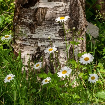 Still life with daisies / ***