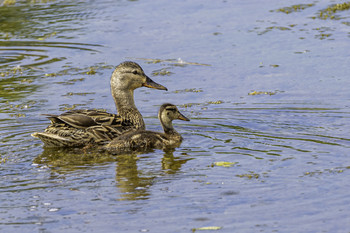 Mallard and Chick / This Mallard with its chick was hanging around in this wetlands pond