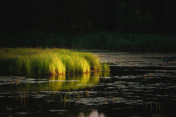 Evening sun rays on the grass / Evening sun rays on the grass growing in the swamp.