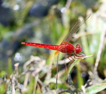 Red Dragonfly / ***